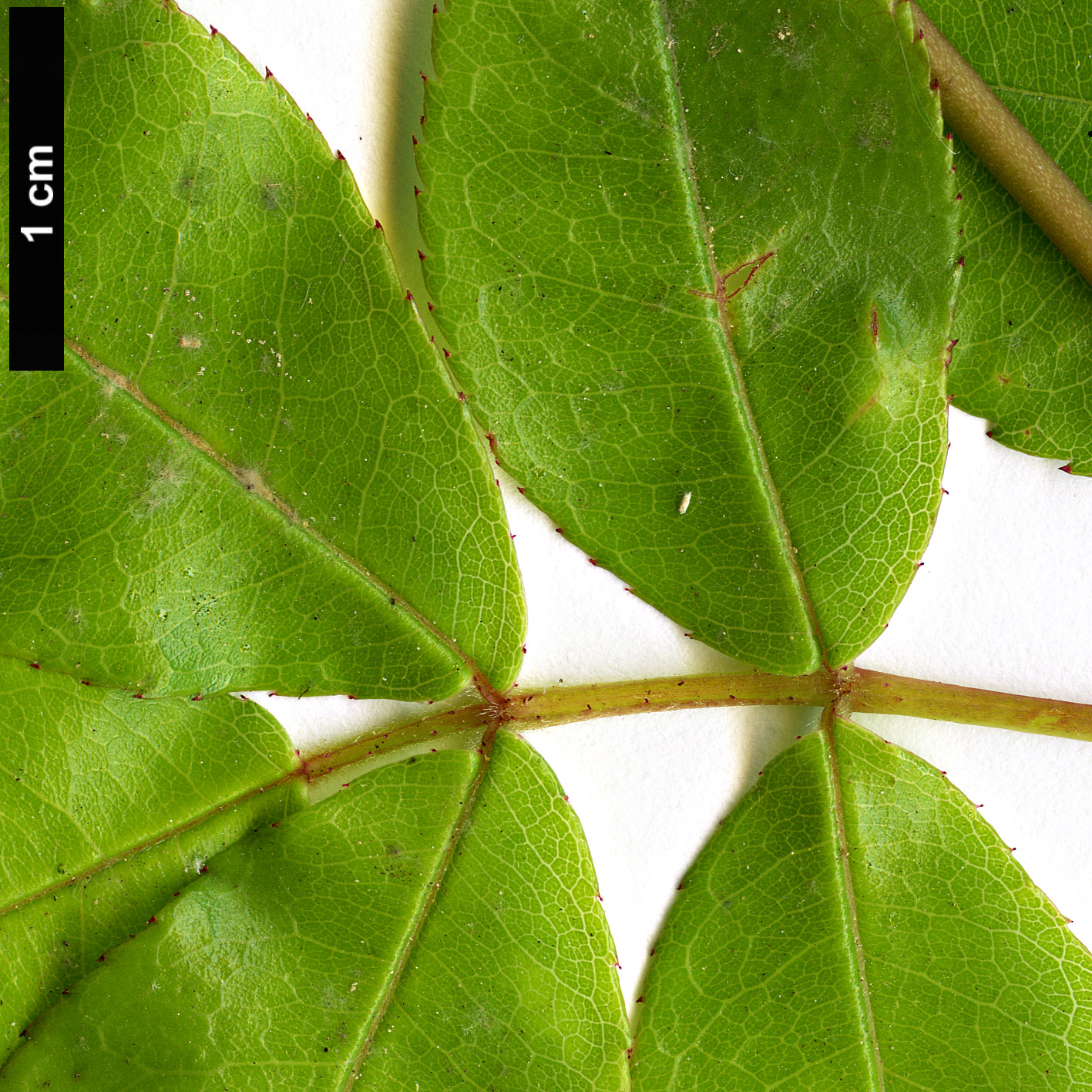 High resolution image: Family: Rosaceae - Genus: Rosa - Taxon: banksiae - SpeciesSub: f. lutea